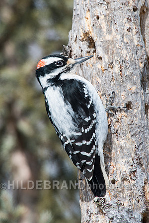 Hairy Woodpecker
