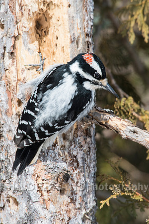 Hairy Woodpecker