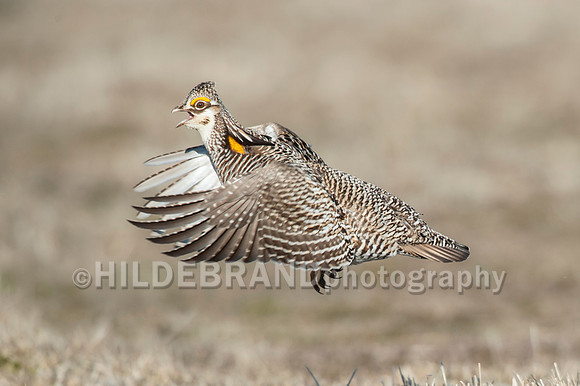 Greater Prairie Chicken