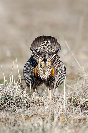 Greater Prairie Chicken