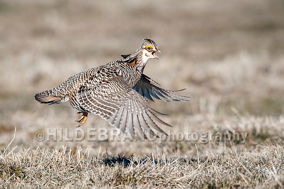 Greater Prairie Chicken