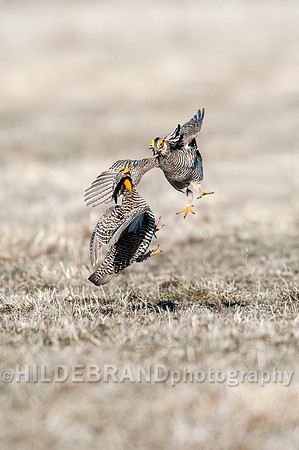 Greater Prairie Chicken