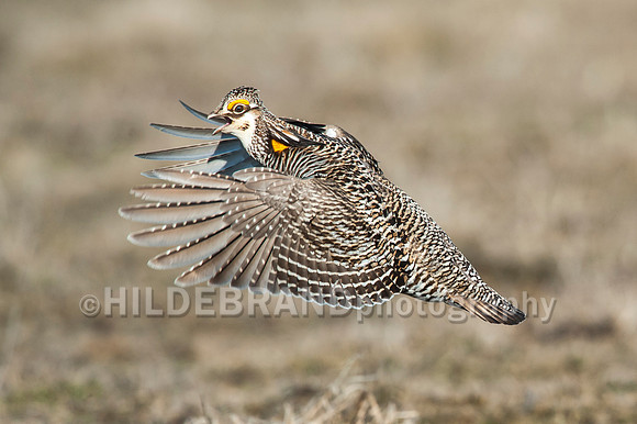Greater Prairie Chicken