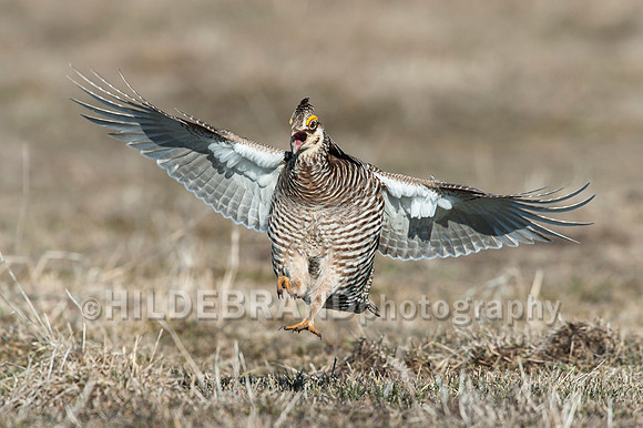 Greater Prairie Chicken