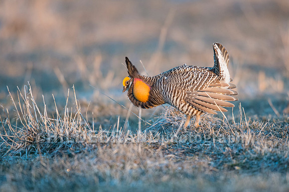 Greater Prairie Chicken