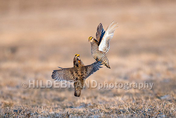 Greater Prairie Chicken