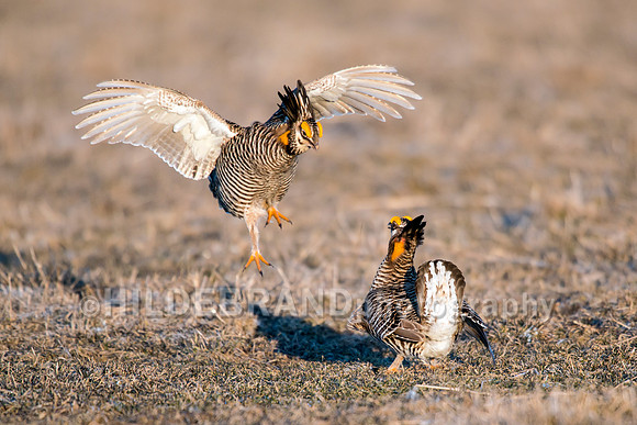 Greater Prairie Chicken