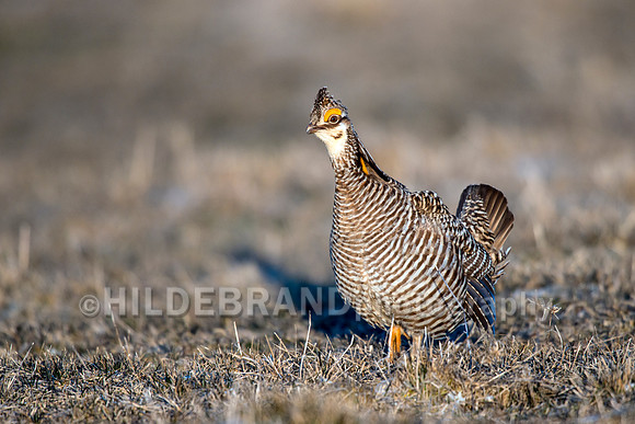 Greater Prairie Chicken