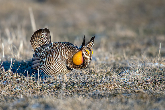 Greater Prairie Chicken