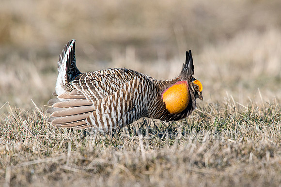 Greater Prairie Chicken
