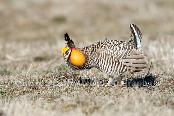 Greater Prairie Chicken