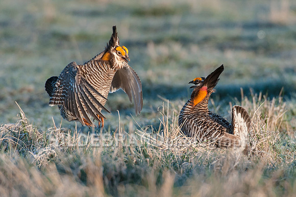 Greater Prairie Chicken