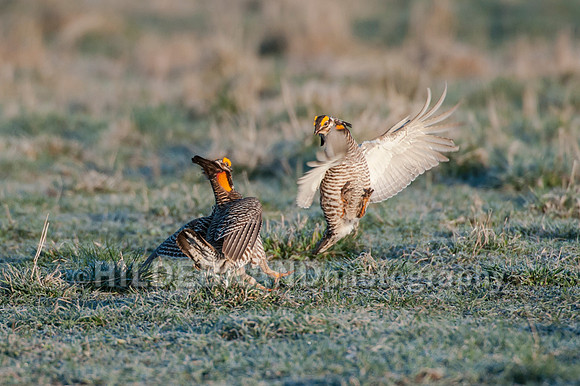 Greater Prairie Chicken