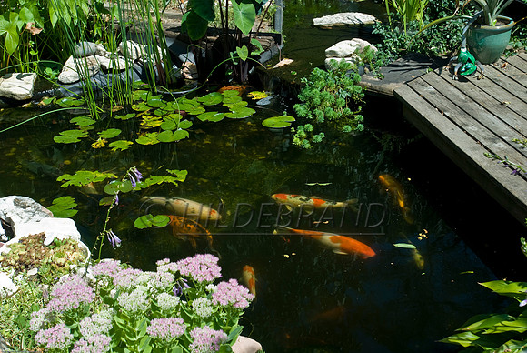 Ewing's Garden