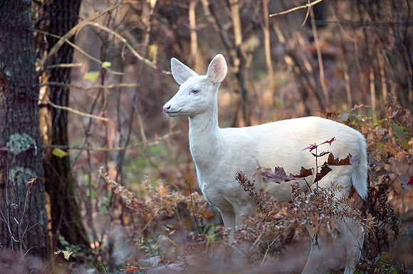 Albino Whitetail Deer