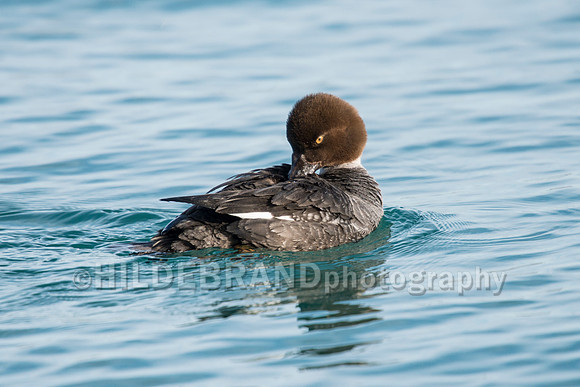 Common Goldeneye