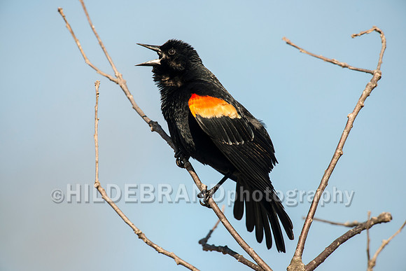 Red-Winged Blackbird