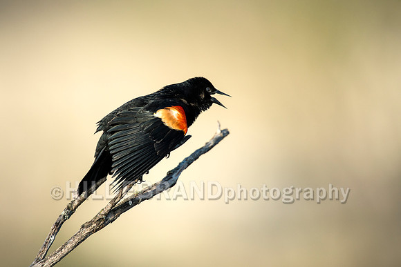 Red-Winged Blackbird