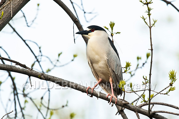 Black-crowned Night Heron