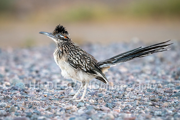 Greater Roadrunner