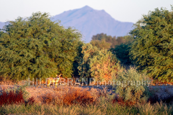 Coyote Sunrise-2