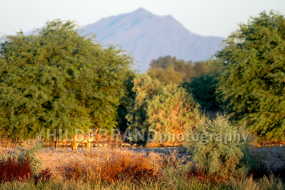 Coyote Sunrise-1
