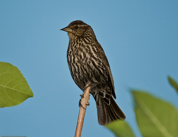 Red-Winged Blackbird