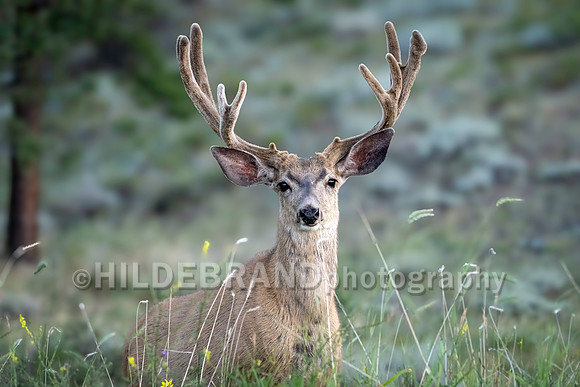 Mule Deer