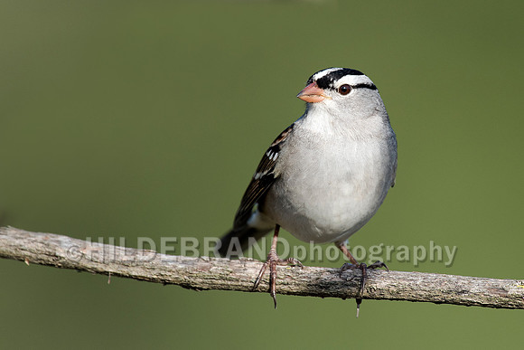 White-crowned Sparrow