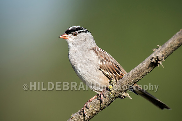 White-crowned Sparrow