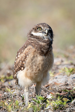 Burrowing Owl
