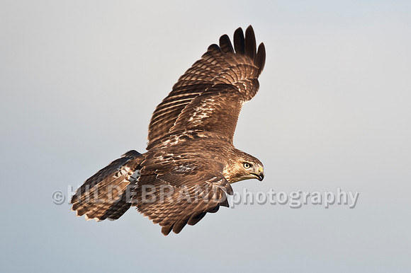 Immature Red-tailed Hawk