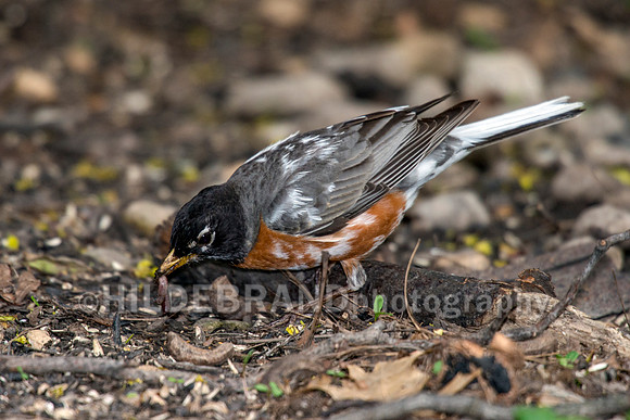 Leucistic American Robin