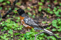 American Robin