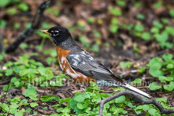 Leucistic American Robin