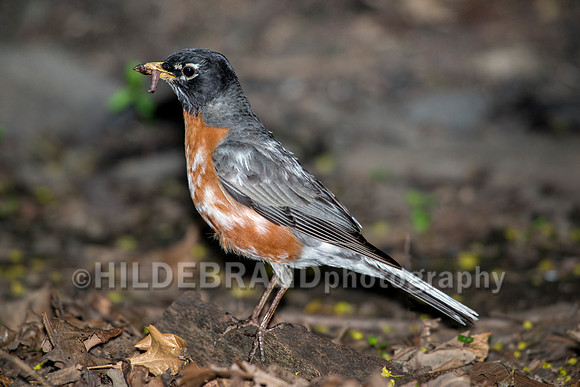 Leucistic American Robin