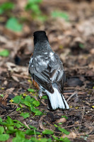 American Robin