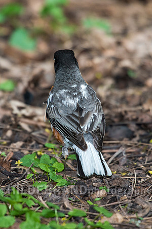 Leucistic American Robin