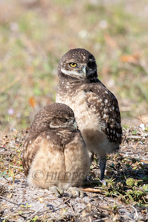 Burrowing Owl