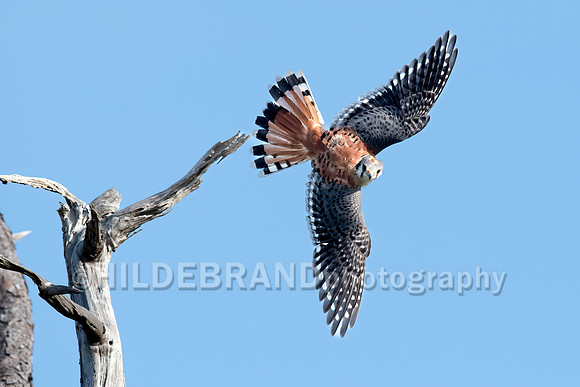 American Kestrel