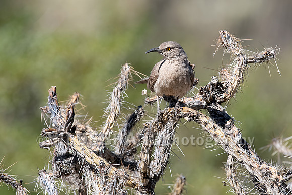 Curve-billed Thrasher