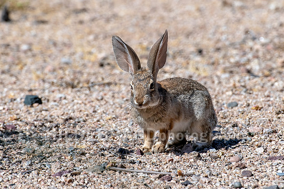 Desert Cottontail