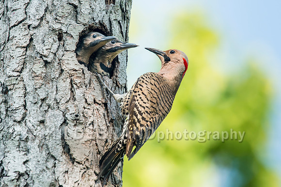 Northern Flicker