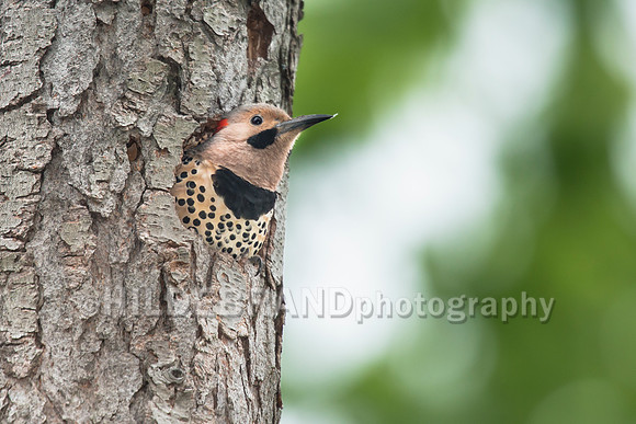 Northern Flicker