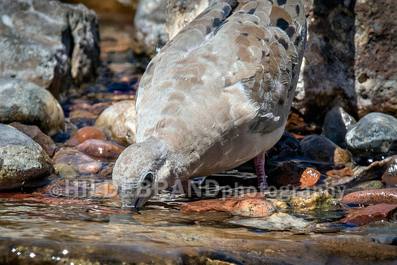 Morning Dove