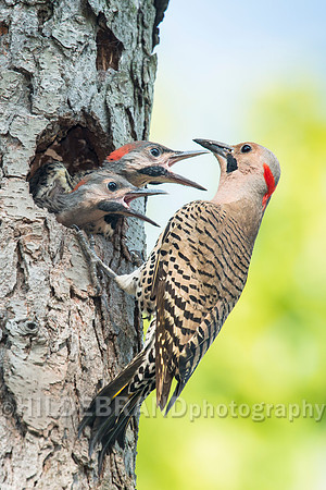 Northern Flicker