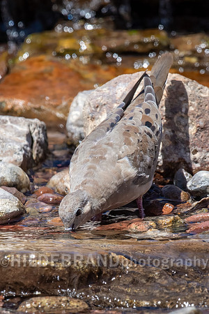 Morning Dove