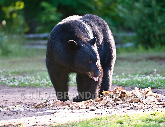 Black Bear at Bait Site - No.1