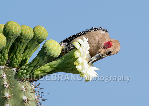 Gila Woodpecker