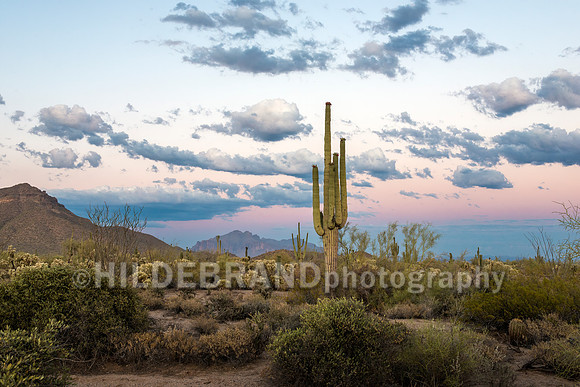 Arizona Desert